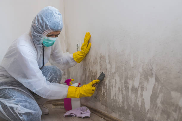 Best Mold Testing  in Fairview, CA