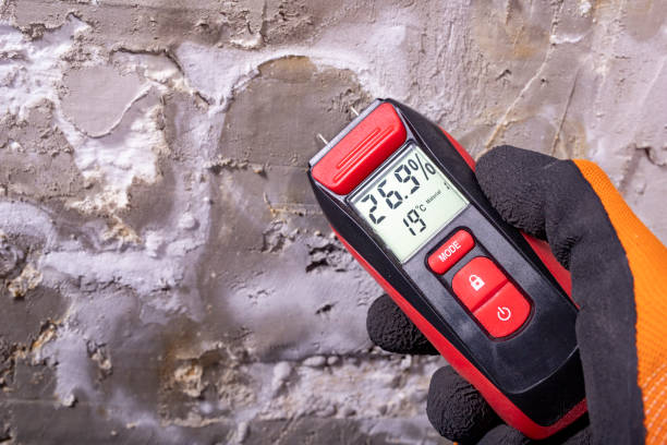 Best Certified Mold Removal  in Fairview, CA