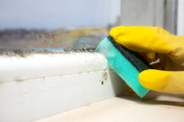 Best Mold Testing and Removal  in Fairview, CA