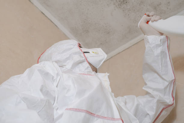 Best Mold Removal Company Near Me  in Fairview, CA