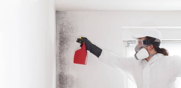 Best Mold Testing  in Fairview, CA