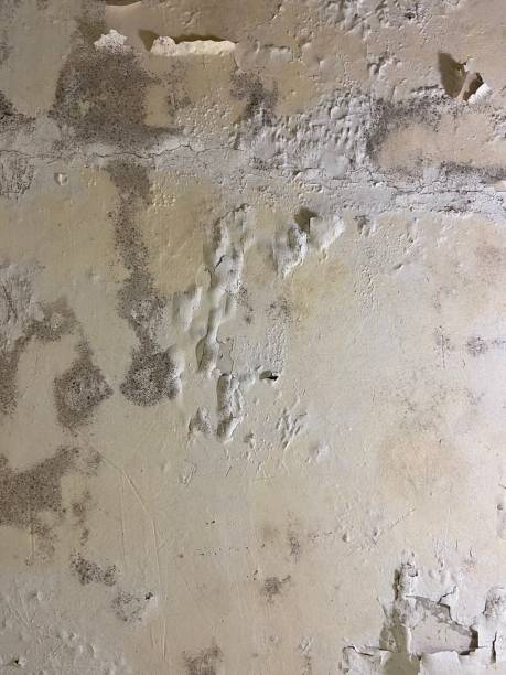  Fairview, CA Mold Removal Pros