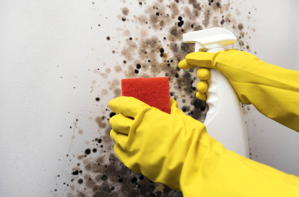 Mold Testing and Removal in Fairview, CA