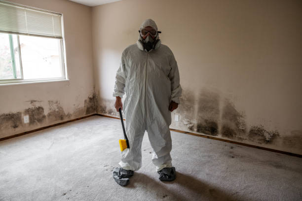 Trusted Fairview, CA Mold Removal Experts