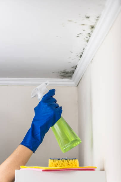Best Attic Mold Removal  in Fairview, CA